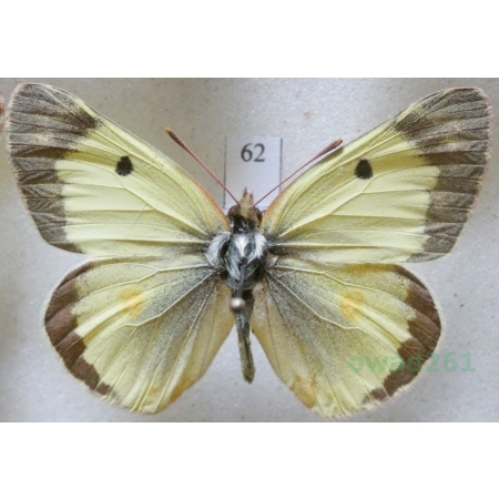 Colias erate (Esper, 1805) male from Szlaczkoń erate Czech62